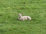 FZ003599 Lamb in field.jpg
